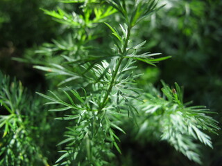 Caraway, Carum carvi, in the garden