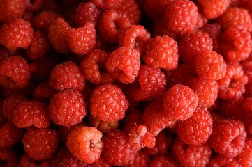 background photo of collected red raspberries