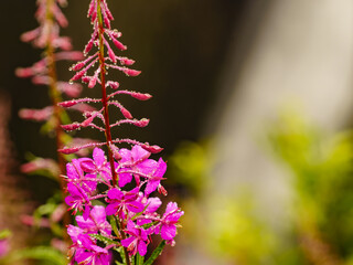 Purple flowers rosebay on norwegian nature