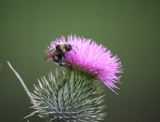 Nahaufnahme einer Hummel auf der lila Blüte einer Kratzdistel bei Sonnenlicht