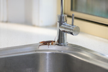 Large Cockroach Walking Over A Kitchen Sink