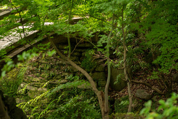 庭園の橋と緑