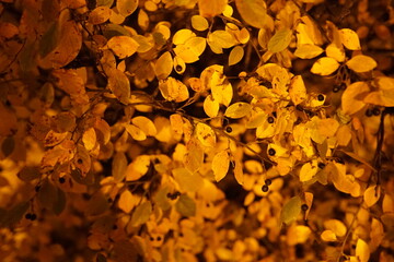 yellow autumn leaves