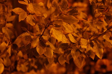 autumn leaves background