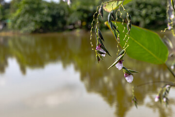 Closeup shot of tropical white pink pea flowers in contrast with water background 