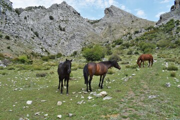 Fototapeta na wymiar caballos pastando en el prado de la montaña