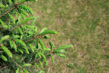Young twigs and shoots were eaten in spring against a background of green grass. Coniferous branches close-up.