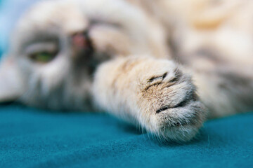 Paw of a sleeping gray cat close-up.