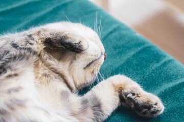 The cat has happy owners who allowed the animal to sleep at home on the couch.