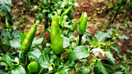 Green chili in the farm