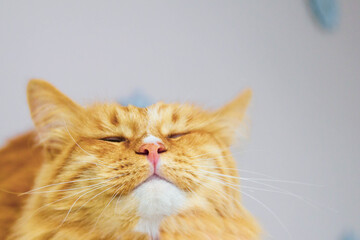 Red furry cat quietly lying on a white table. The pet squints with pleasure. Affectionate, happy cat.