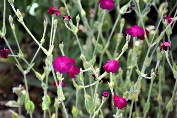 Różowe kwiaty   © merko