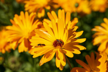 close-up of a beautiful orange marigold flower on a background of green grass