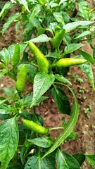 Green chili in the farm