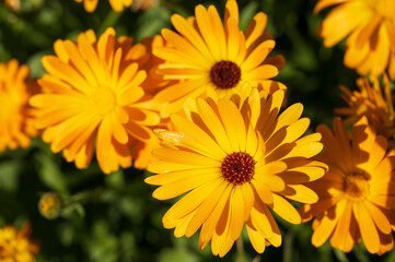 Fototapeta premium close-up of a beautiful orange marigold flower on a background of green grass