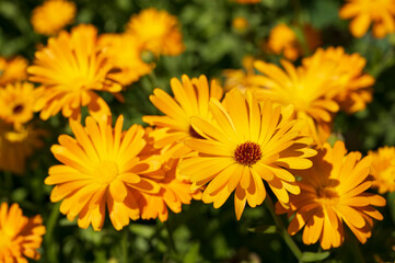 Fototapeta premium close-up of a beautiful orange marigold flower on a background of green grass