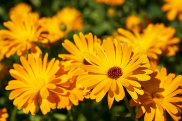 Fototapeta premium close-up of a beautiful orange marigold flower on a background of green grass