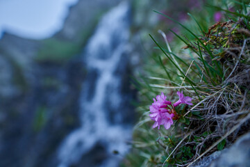 Mountain wild flowers and waterfall