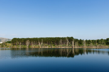 Landscape View Trees And Lake In Nature