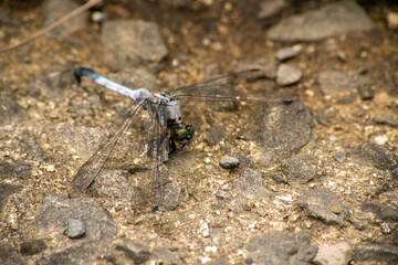 シオカラトンボ