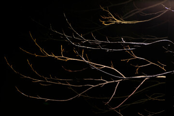 Tree in a winter night