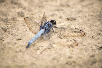 シオカラトンボ