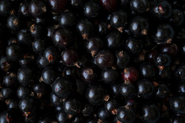 photo of collected black currant berries in the garden