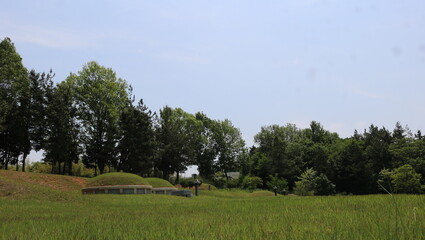 Obraz premium landscape with trees