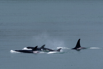 Pod of orca's swimming in the Salish sea in British Columbia Canada
