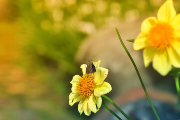 butterfly on flower
