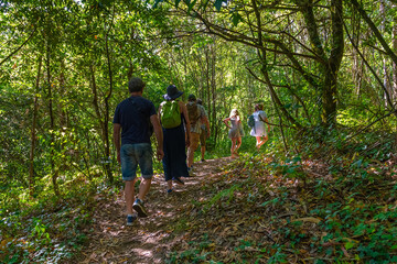 rear view of a group of tourists walking along a path in a green forest, hiking