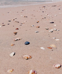 Muscheln im Sand