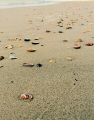 Muscheln im Sand