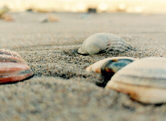 Muscheln im Sand