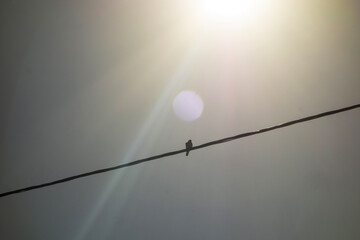 Bird on a wire under the rays of the sun. a white disc is strangely picked up by the camera
