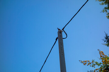 view of a bird on a pole in a very blue sky