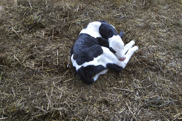 Calf born a few hours ago