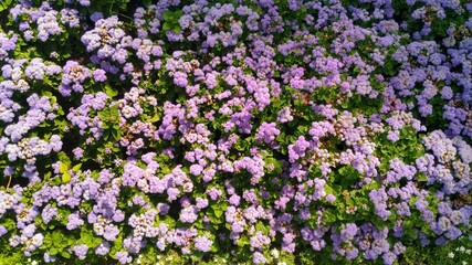 Цветочная долина