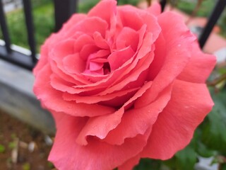 red rose in garden
