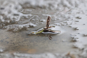 frog on the sand