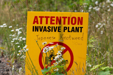 Attention sign for invasive plant Japanese knotweed in Canada