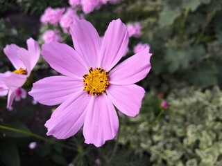 Obraz premium pink cosmos flower