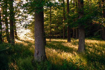 Wald Lichteinfall 