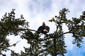 Bald eagle sitting in a tree near Brown Beach Ucluelet, BC, Canada