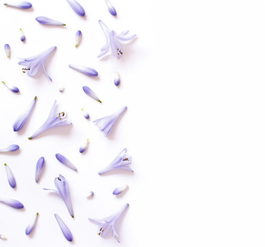 Light purple flowers on a white background