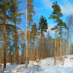 The beauty and tranquility of the winter forest