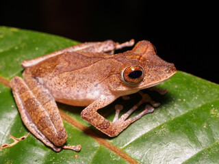 Collett’s Tree Frog - Polypedates colletti in Bako national park, Borneo, Malaysia