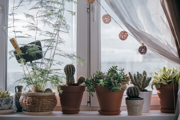 A windowsill with many flower pots