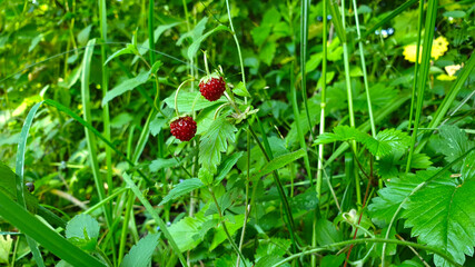 Ripe red strawberries in the forest