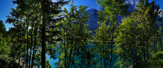 Fototapeta premium Green trees with a lake in switzerland alps. Outdoors lifestyle.